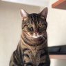 miscat's profile picture