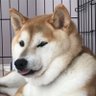Profilbild von harukami