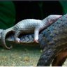 WeAreThePangolins 🇬🇧 WATP! 🇺🇦 🇮🇱's profile picture