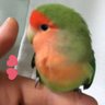 木村美津代 profil fotoğrafı