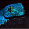 Gecko.eu's profile picture
