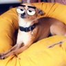 Profilbild von Twitchilopoztli