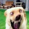 Profilbild von ChiChi