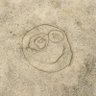 トビコ's profile picture