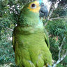 Profilbild von Fernando Pinheiro