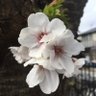 市井 真成 的头像