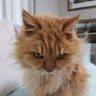 マッスー's profile picture