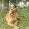ronkola's profile picture