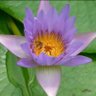 Lotus 的头像