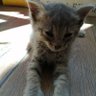 OphaleLigthwood profil fotoğrafı