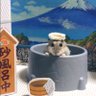 けぇこ🍆 的头像