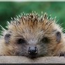 Profilbild von Herr Igel 🇩🇪 💙 ☮️ 🎼
