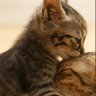 Фото профиля catlover1