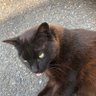さくらネコ's profile picture