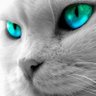Catman Wong profil fotoğrafı