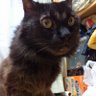 Фото профиля 黒猫よっしー
