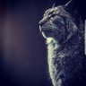 نَحت's profile picture