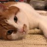 みか🐱ハチワレ天国民🐈 profil fotoğrafı