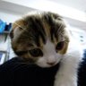 ひめちち profil fotoğrafı