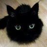 ㄆㄨㄣ:哥布林模式 profil fotoğrafı