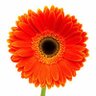 Effie Nestorides profil fotoğrafı