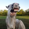 Nick Lucas's profile picture