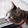 ネギワサビ profil fotoğrafı