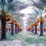 Ibrahim Al Sulaiman's profile picture