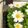佐倉's profile picture