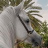 مشاري بن سعود 的头像