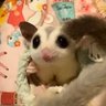 たじまる 的头像
