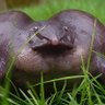 Фото профиля EnderTheFrog