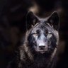Nahgahdinok's profile picture