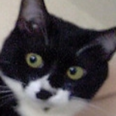 sake_chazuke's profile picture
