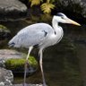 桐生　駿河守 profil fotoğrafı