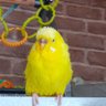 sweetie tweety birds๐คฉ๐ค๐ฅ๐ฆ๐ฆ๐น๐๐ฅฐ's profile picture