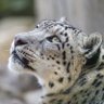 ixion/いくしおん profil fotoğrafı