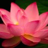 LotusBloom's profile picture