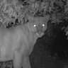 Dylan the Mountain Lion (The Other LA Cougar) 🇺🇦 的头像