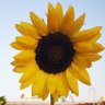 علياء profil fotoğrafı