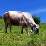 Les Alpes's profile picture