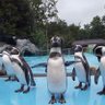 空飛ぶペンギン 的头像