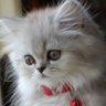 Фото профиля Cats Cats Cats