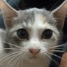 猫にゃんこ profil fotoğrafı
