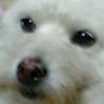 しろちゃん・雑種 profil fotoğrafı