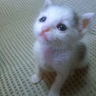 のりたま 的头像