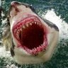 Profilbild von ماهر قرش البحر