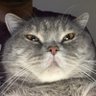 Billy Blue's profile picture
