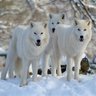 Polarwolf profil fotoğrafı