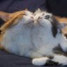 Cyr 🪷🐈 profil fotoğrafı
